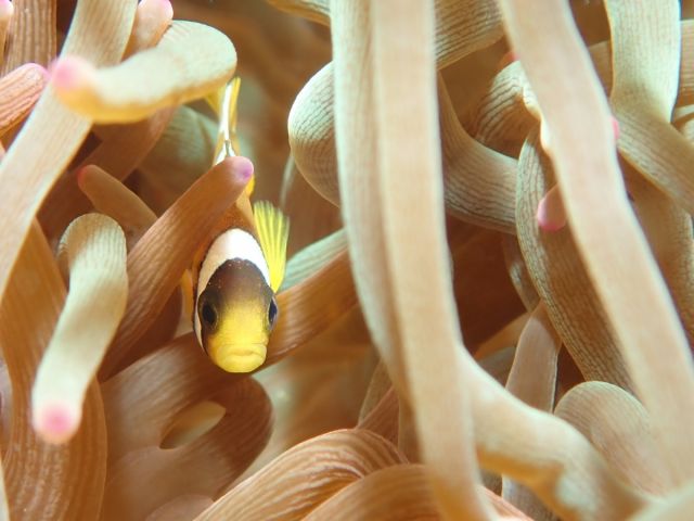 ミスオーシャン ダイビングサービスのオープンウォーターダイバー講習のギャラリー画像3