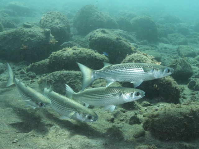 ミスオーシャン ダイビングサービスのオープンウォーターダイバー講習のギャラリー画像4