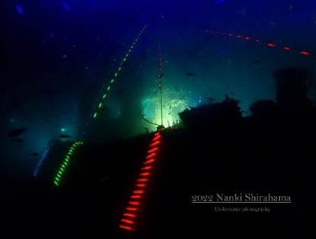 ライトアップされた沈船に潜る「ナイトアクアリウム」